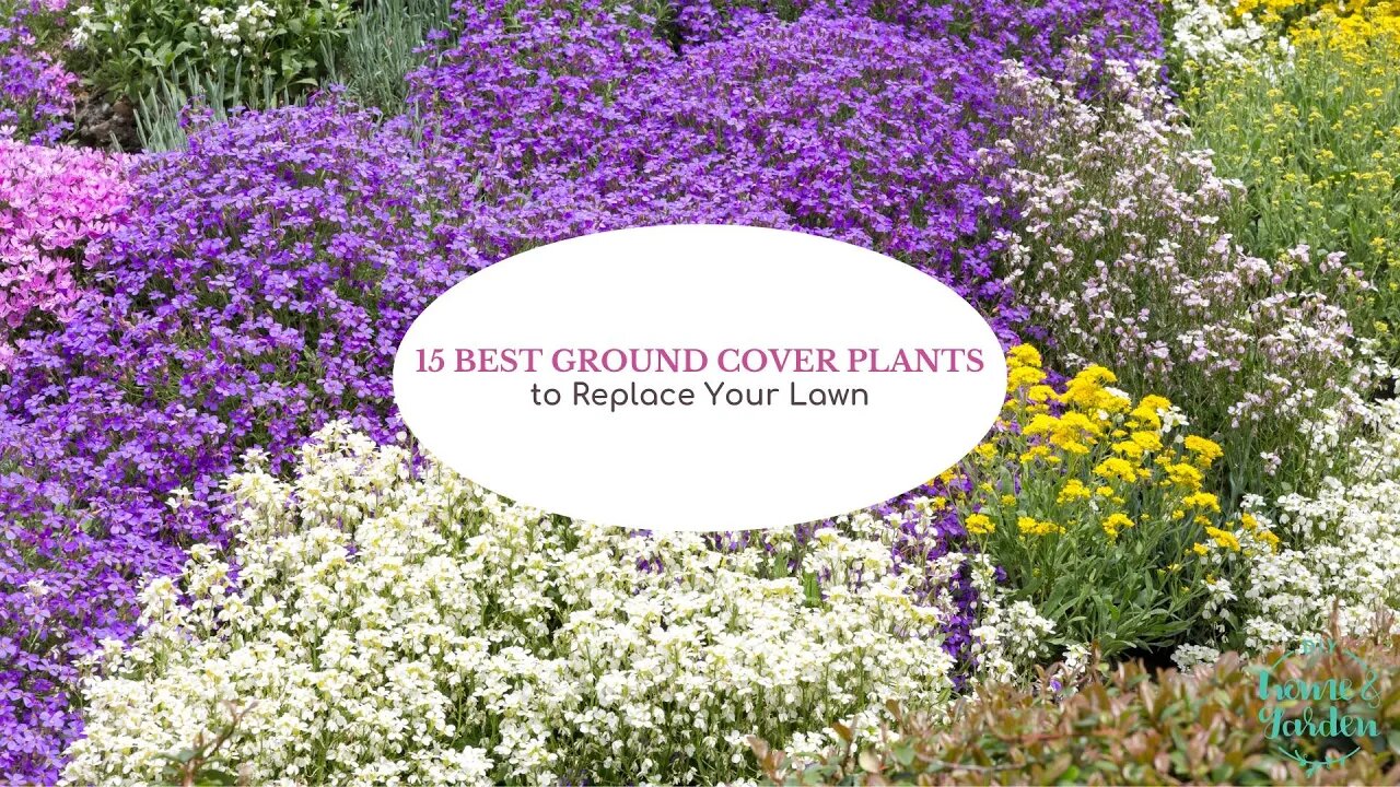 15 Best Ground Cover Plants to Replace Your Lawn