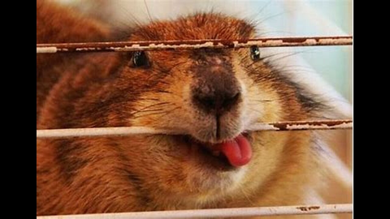 This videos can make release your stress - Animals Funniest Videos #17