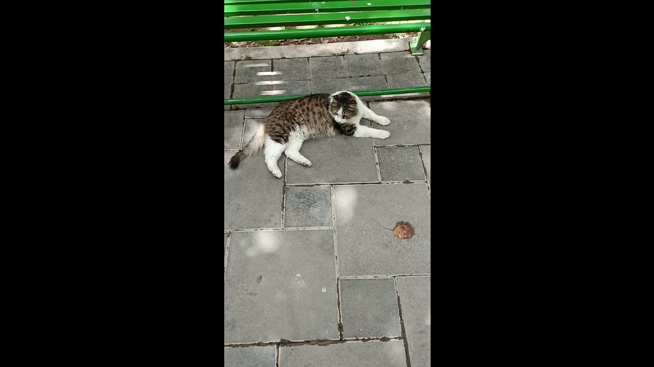 A cute and beautiful cat is resting