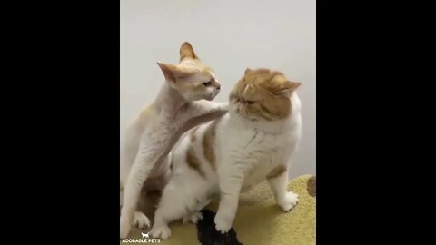 FUNNY HUSKY DOG And CAT CUTE ANIMAL VIDEO COMPILATION # 38 Adorable Pets 2020
