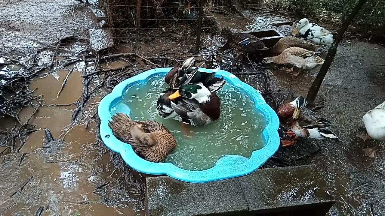 Ducks cleaning, 16th August 2021