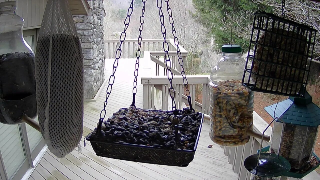 Live Bird Feeder in Ashville North Carolina.