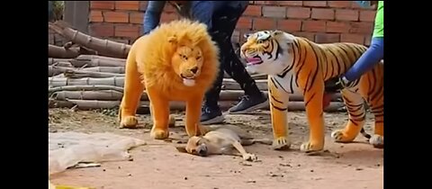 Troll Prunk Dogs funny & fake lion 🦁and Fake tiger 🐯. 😂😂😂🐒🐒