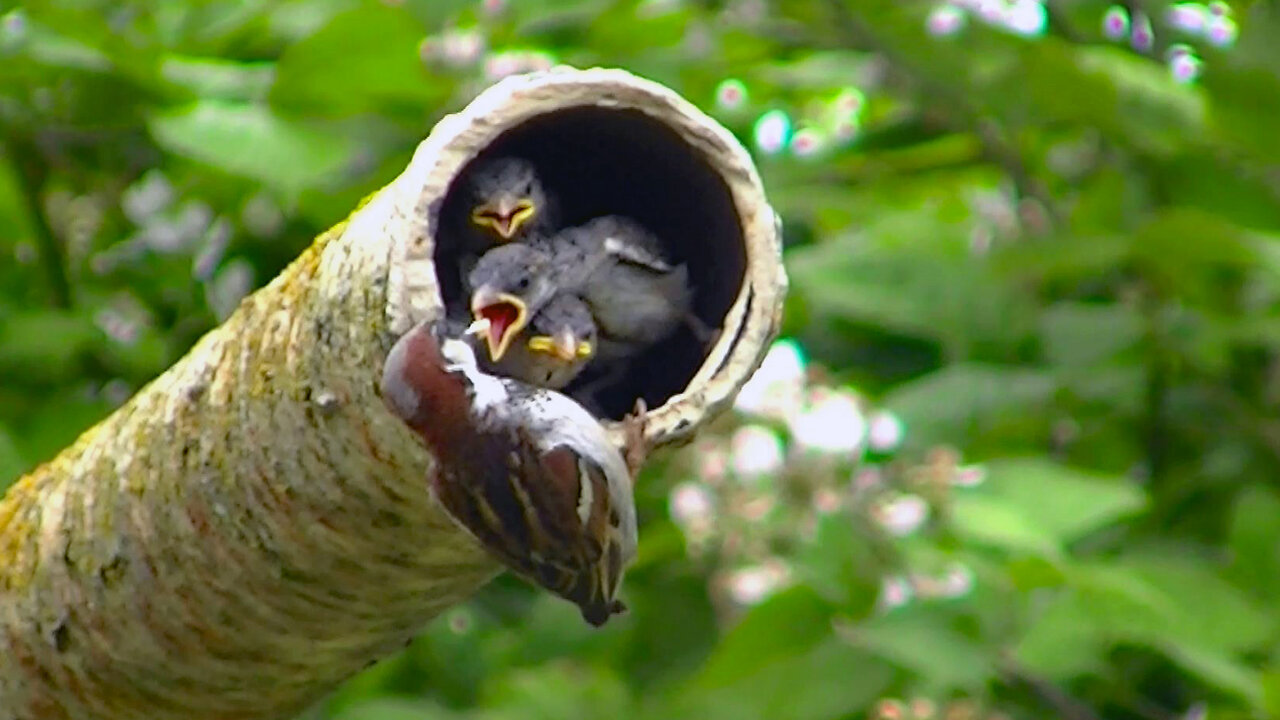 IECV NV #664 - 👀 Four Cute Little Baby House Sparrows Getting Food By Mom And Dad 🐥🐥🐥🐥6-29-2018