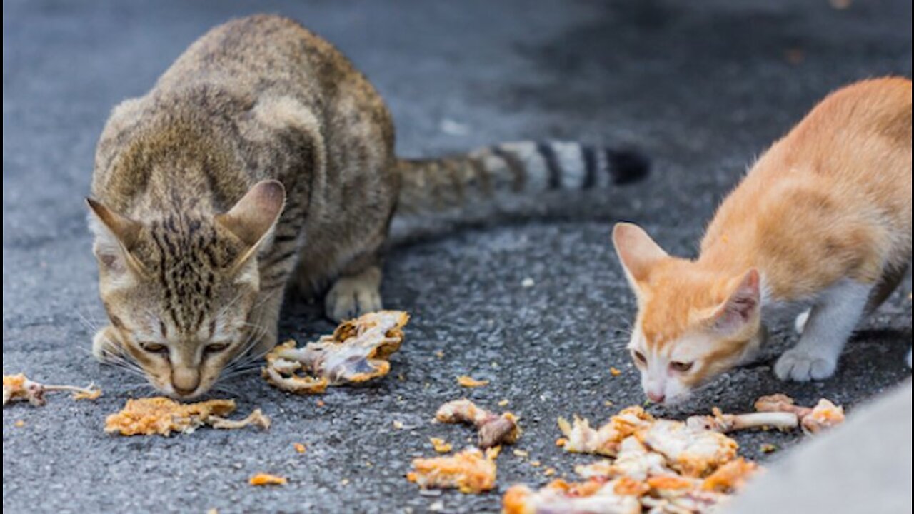 Watch Four Bloodthirsty Cats Eat a Chicken