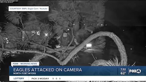 Eagles attacked on live webcam