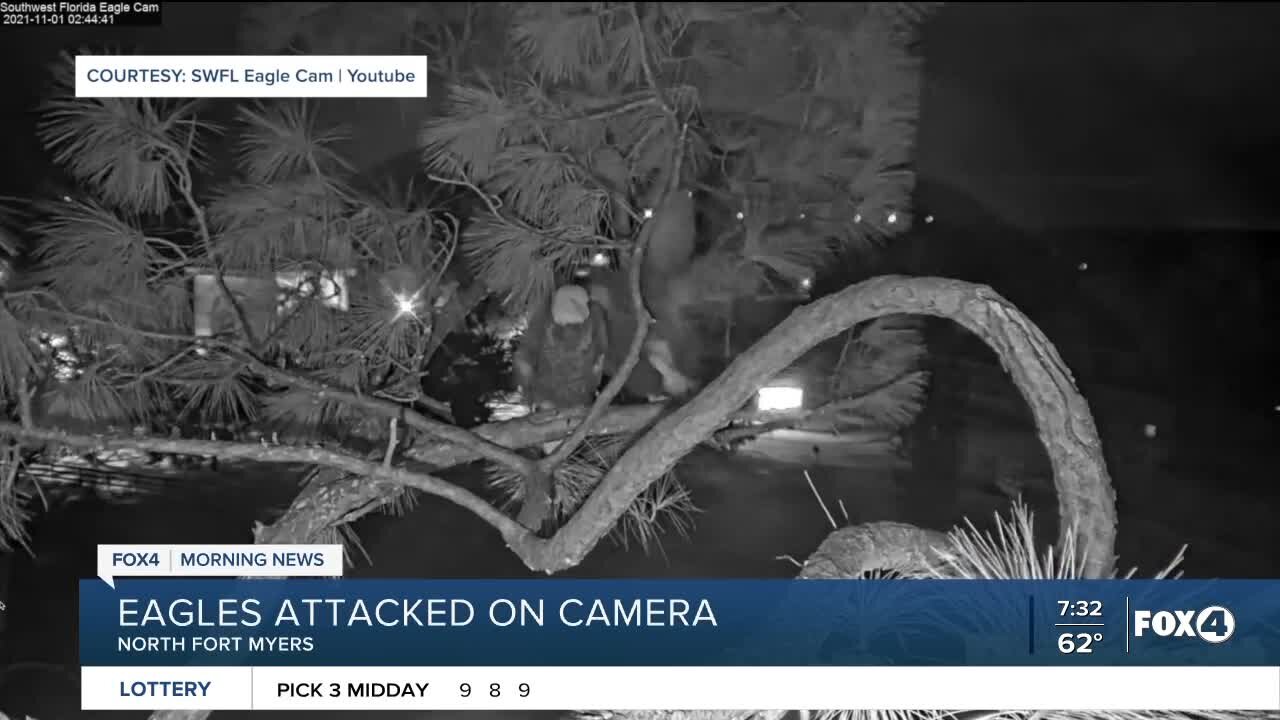 Eagles attacked on live webcam