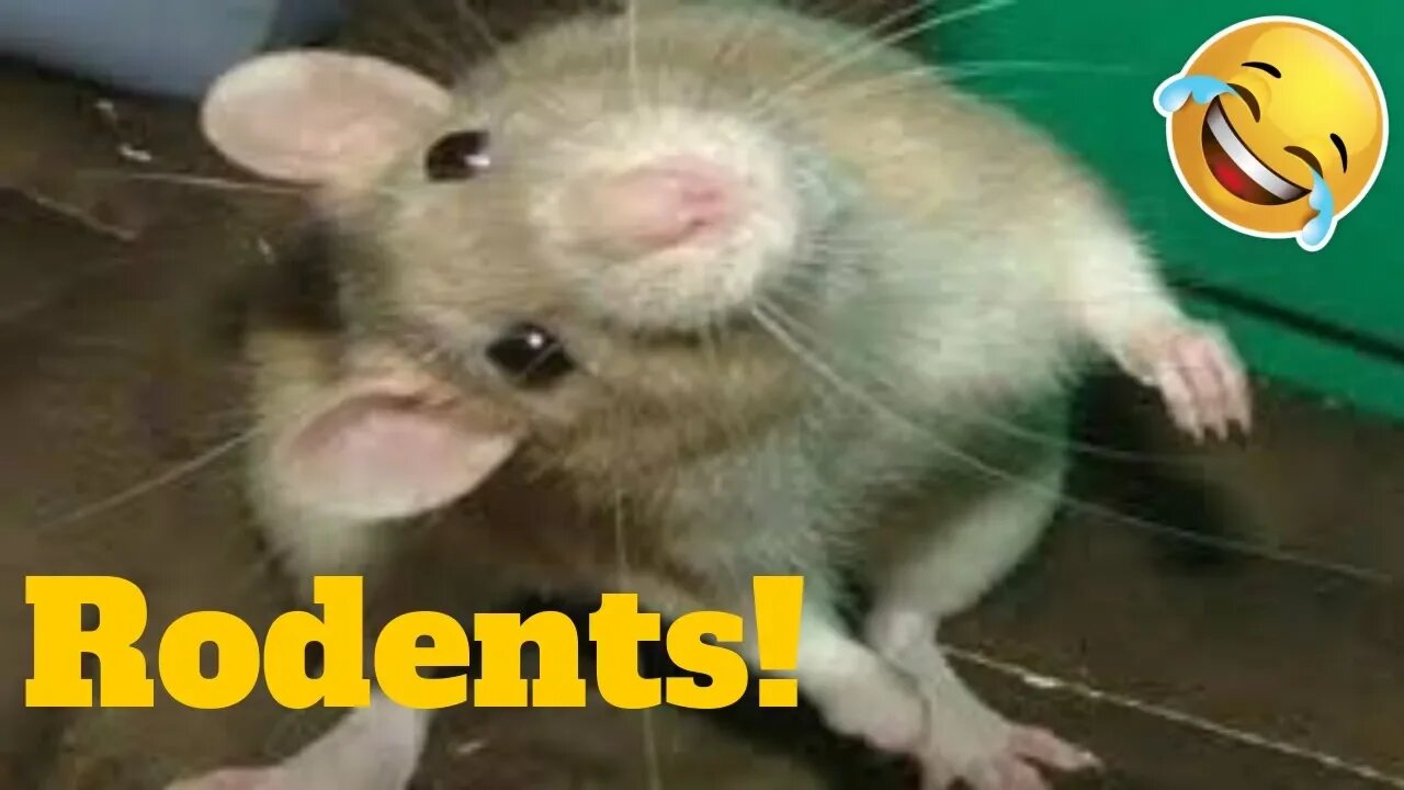 💥Incredible Rat And Rodent Viral Weekly LOL😂🙃💥 of 2019 _ Funny Animal Videos💥👌