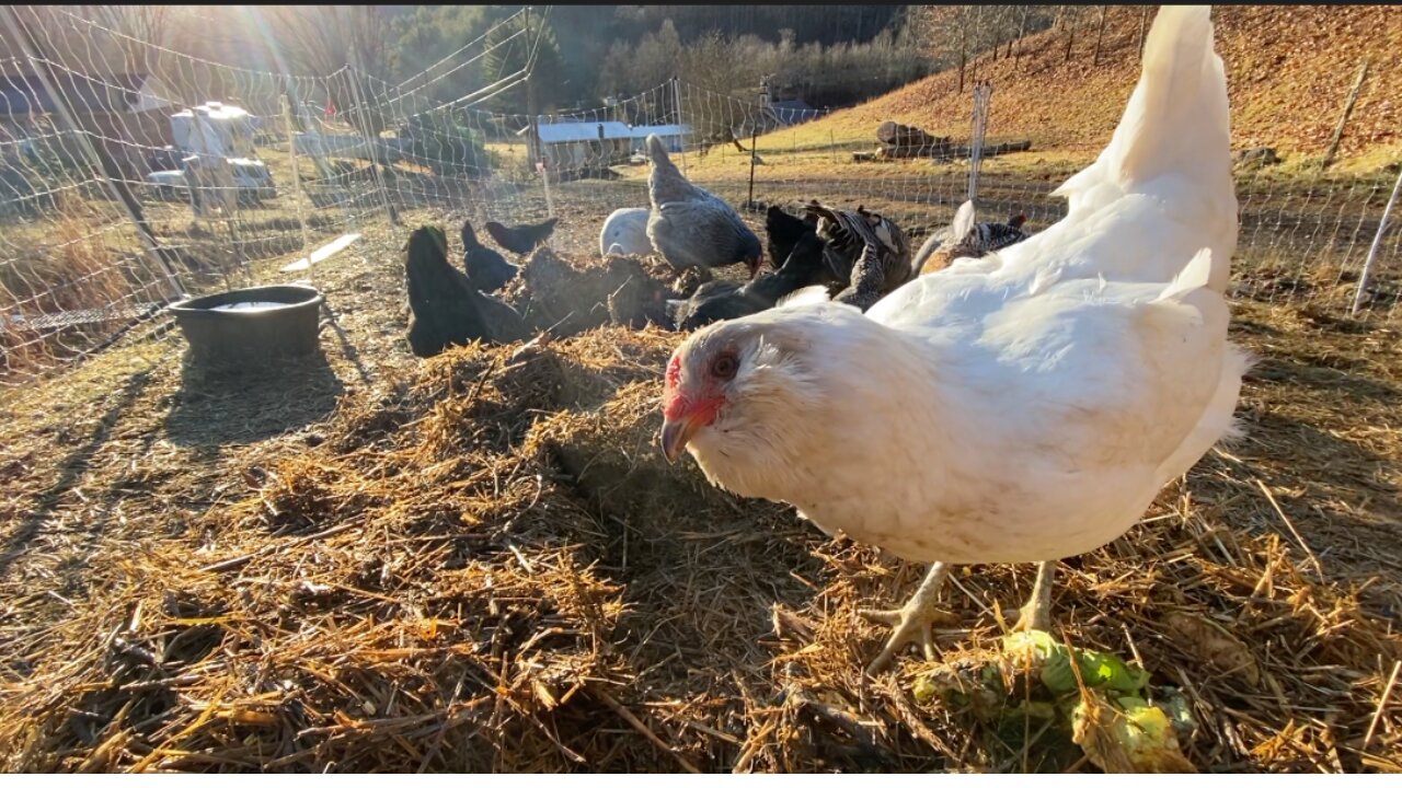 Easy Compost! Chicken Aid Compost Part 4