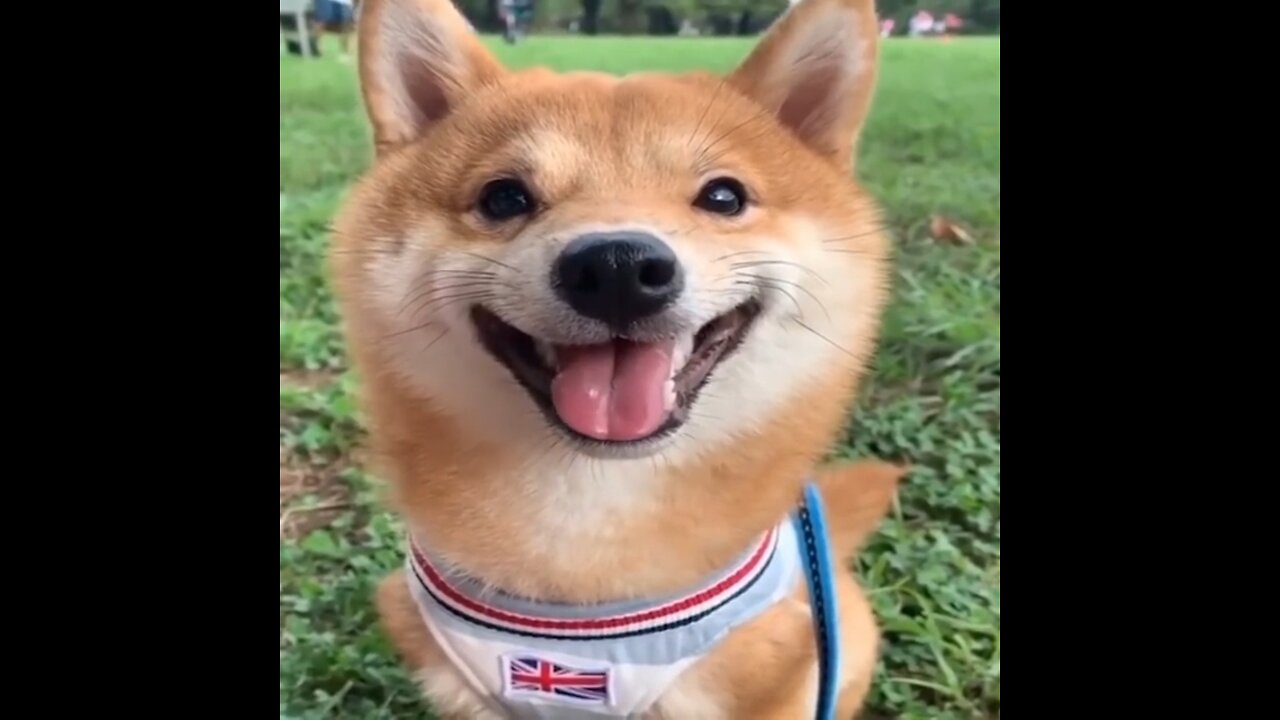 Dog Funny Videos