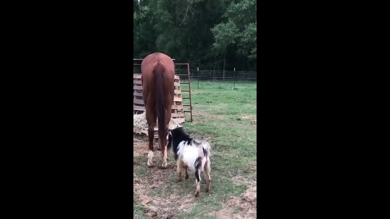 hours & Goat fight