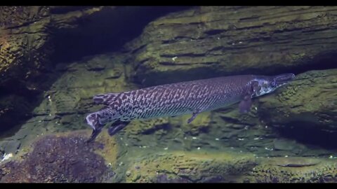 Fish longnose gar (Lepisosteus osseus), also known as longnose garpike, and billy gar, is a ray-fin