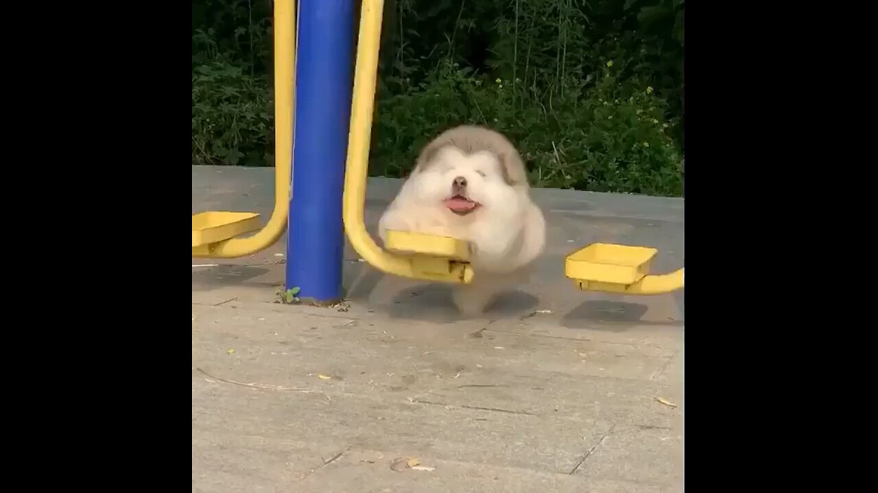 Cute funny animals