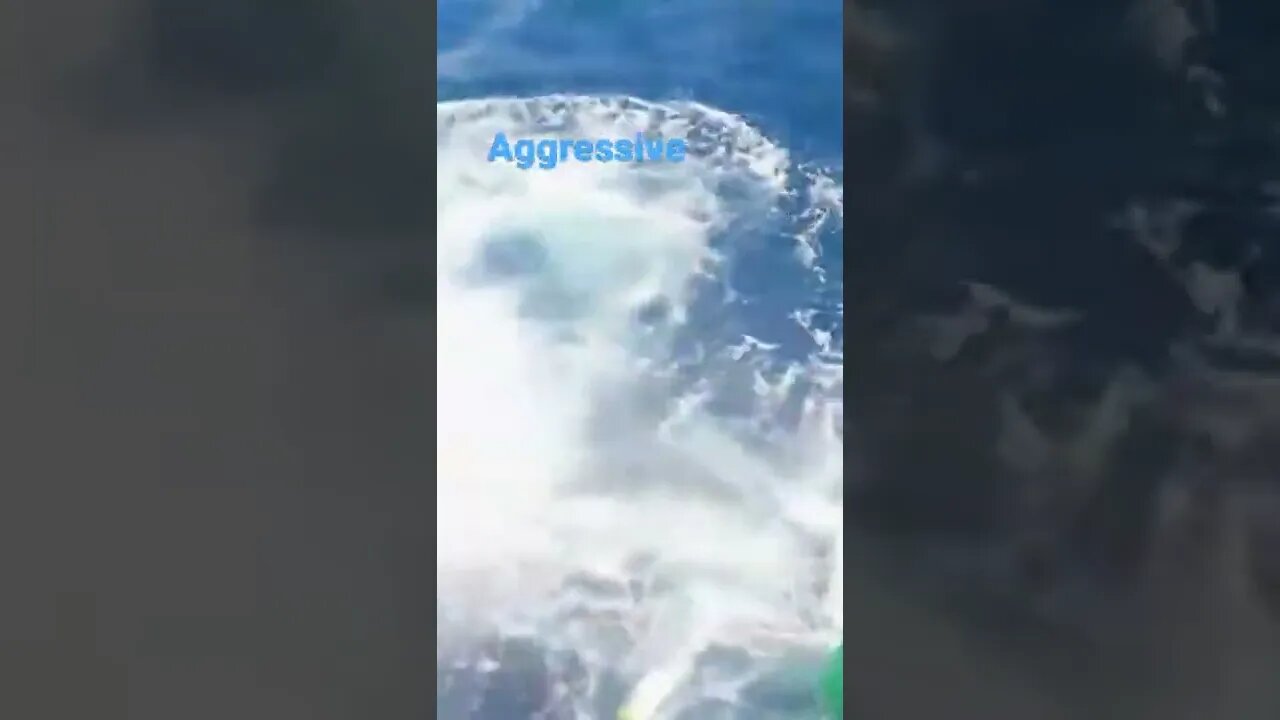 Shark jump,how does this make u feel #shorts #animallover #ocean please subscribe for moreππππΌπ