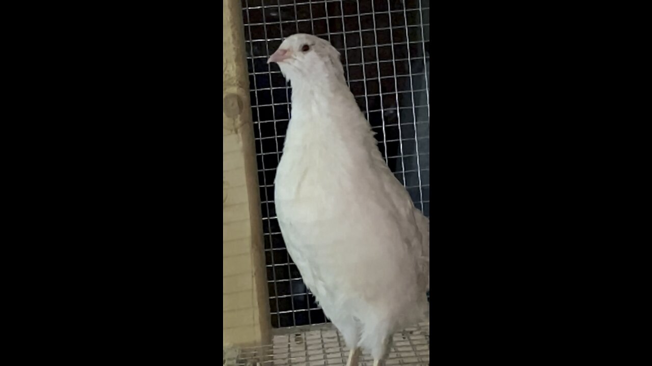 Male Quail sounds like a MONSTER! 🤣