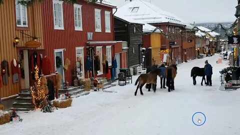 Cute Horses Out For Walk - Dangers Of Halters - Being Aware Of Baby Horses