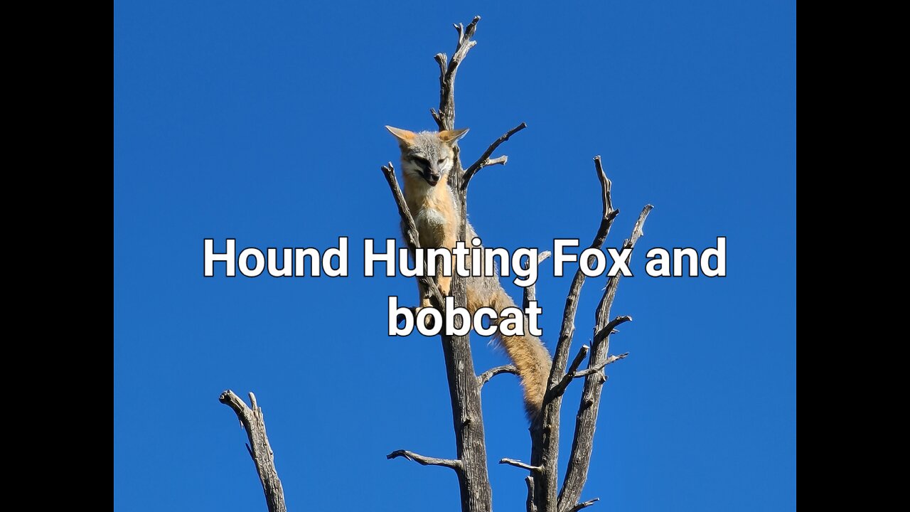 Hound hunting dry ground bobcats and grey fox