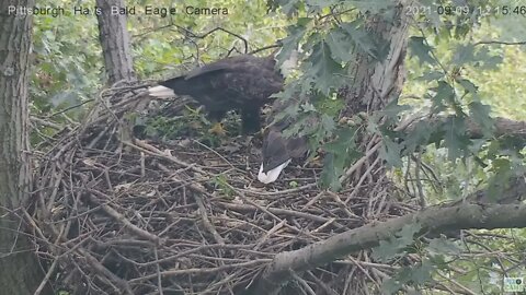 Hays Eagles Dad brings a stick Mom places it on baby gate 2021 09 09 12:15pm