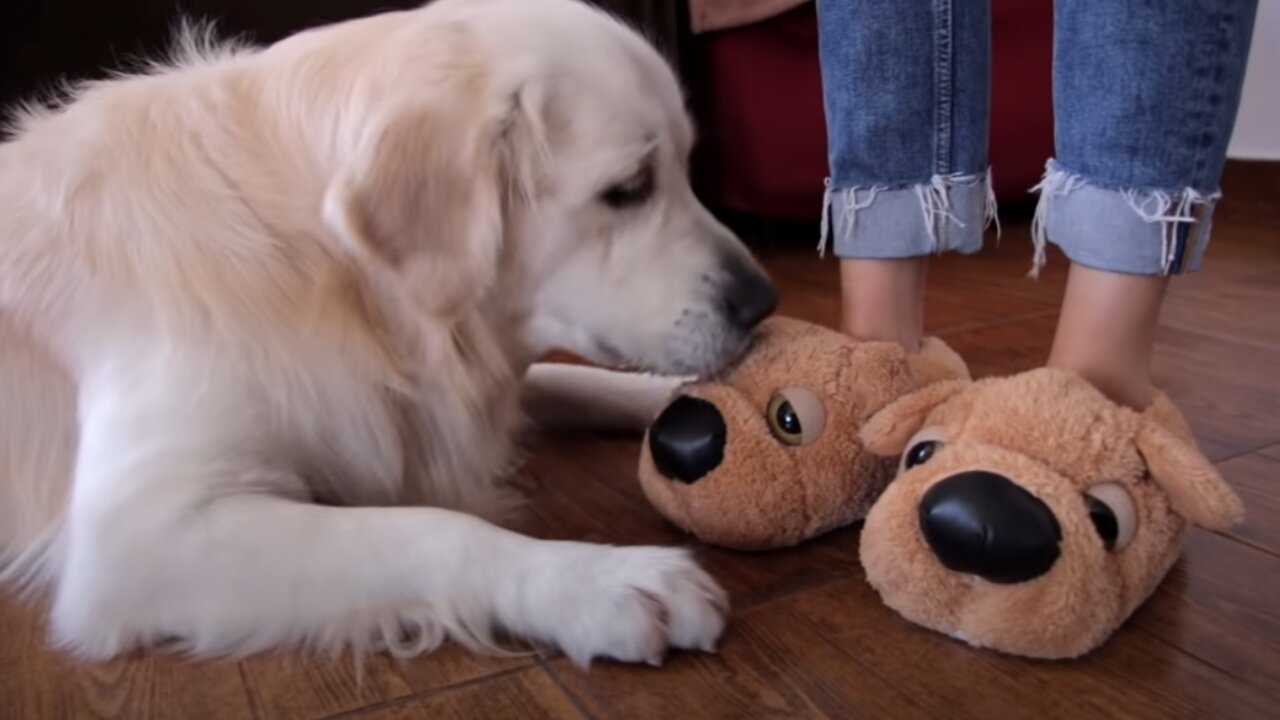 Dog vs Doggy-Slippers!