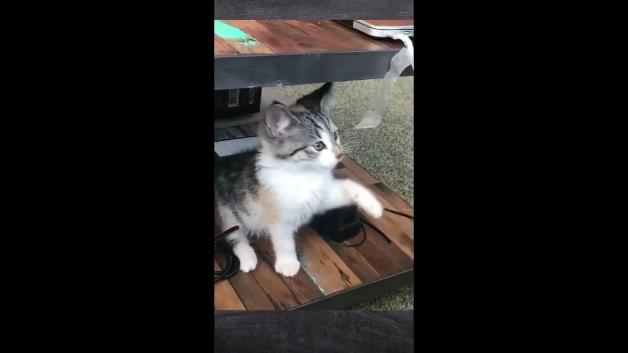 BEST 😍FUNNY😍 PET VIDEOS #49 - Try Not To Laugh #shorts