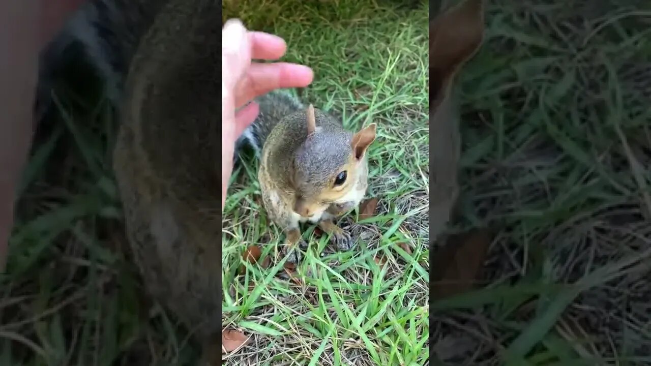 Turkey butt 🥰 #wildsquirrels tiktok pipthebabysquirrel