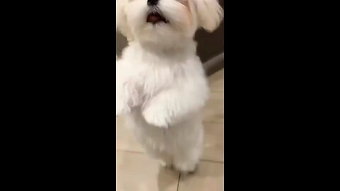 dancing dog