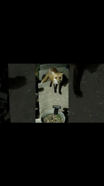 A Beautiful Red Fox Visits #Shorts 🌳