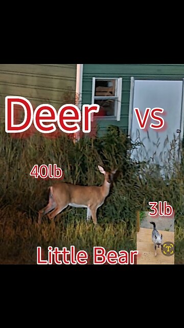 TRUMP VS SWAMP, DAVID VS GOLIATH, LITTLE BEAR VS DEER