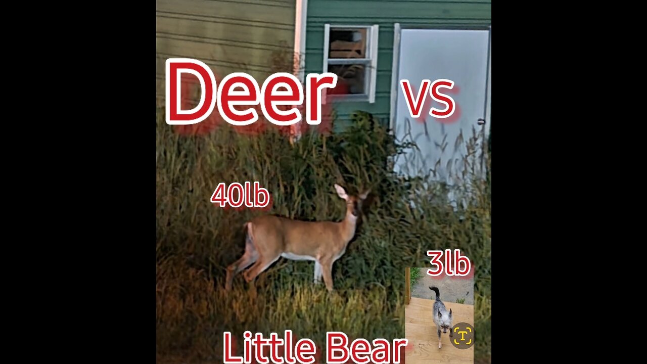 TRUMP VS SWAMP, DAVID VS GOLIATH, LITTLE BEAR VS DEER