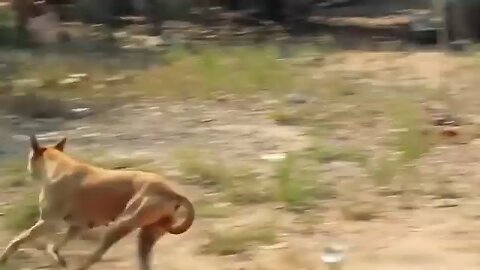 Prank funny dog fake lion 🦁