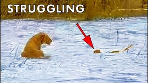 Mom Goes After Lion Cub That’s Washed Away in Flooding River