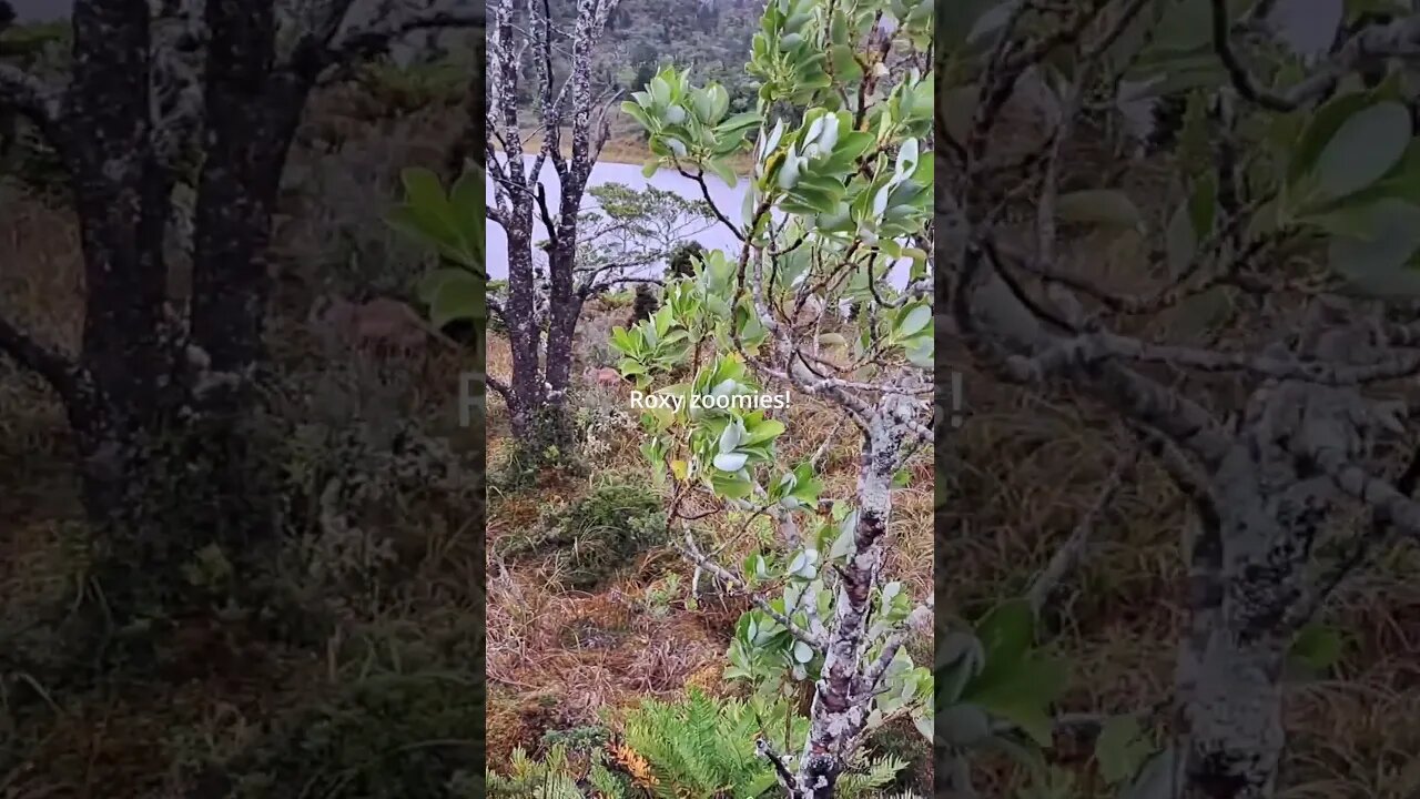 Dog zoomies in Patagonia #dogs #sailingadventure