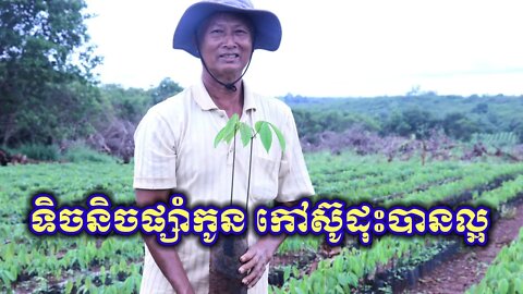 ដើម្បីបានកៅស៊ូល្អ ត្រូវតែជ្រើសរើសពូជល្អ #ការផ្សាំកូនកៅស៊ូ