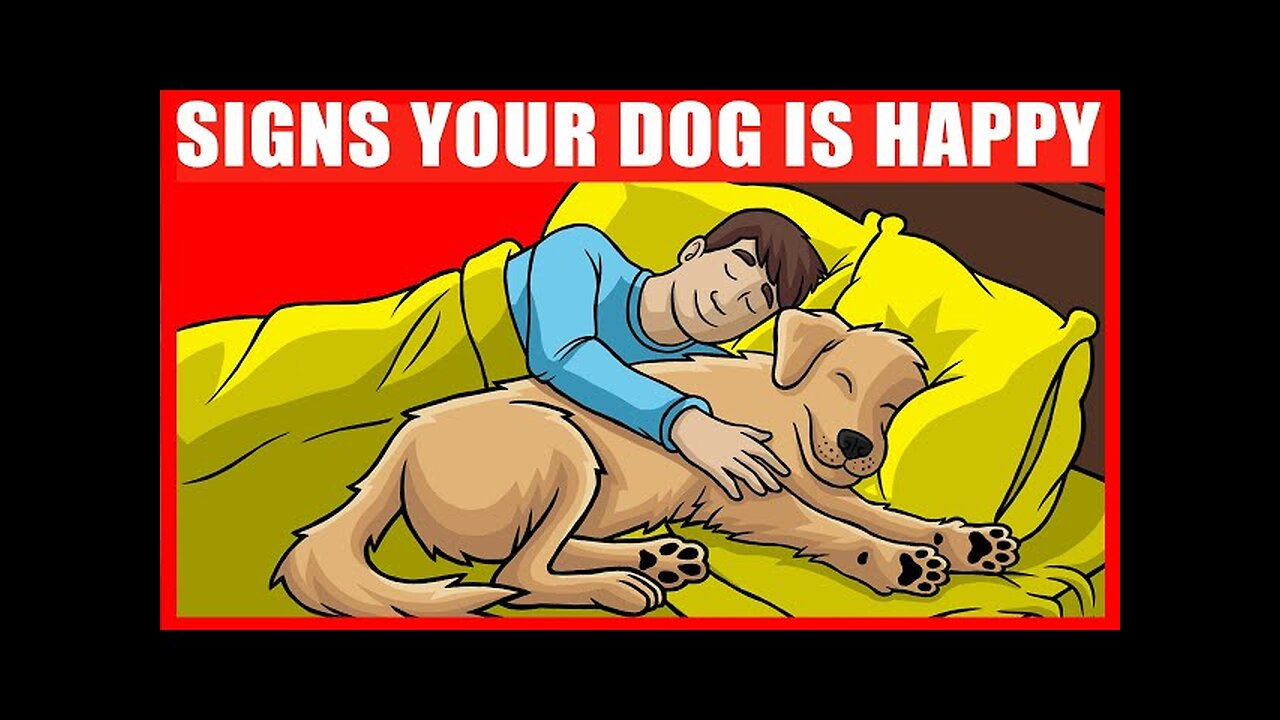 5 Signs of a Happy Dog