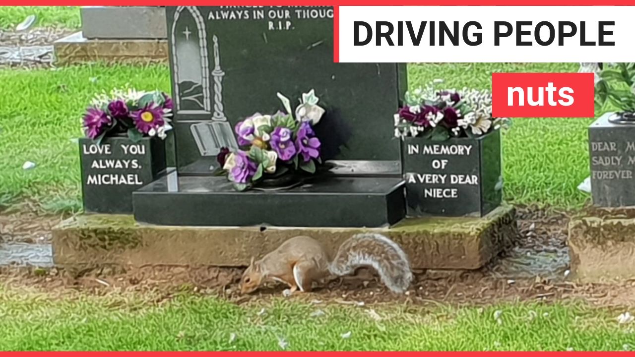 Squirrels wreck graveyard by munching flowers