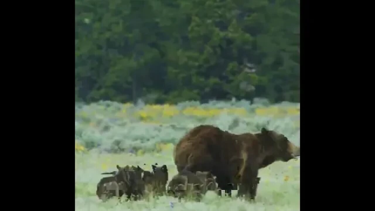 Beautiful family 🐻🍯