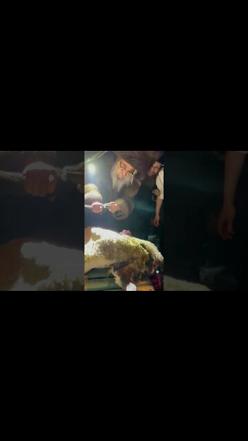 (not mine from WhatsApp) Satmar Rebbe teaches children Leviticus 11 with live kosher demonstration