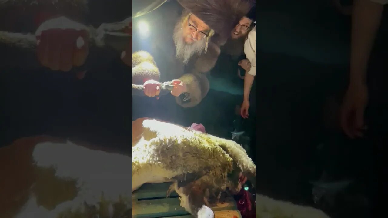 (not mine from WhatsApp) Satmar Rebbe teaches children Leviticus 11 with live kosher demonstration