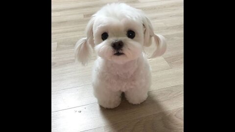 very cute dog , you heart will melt