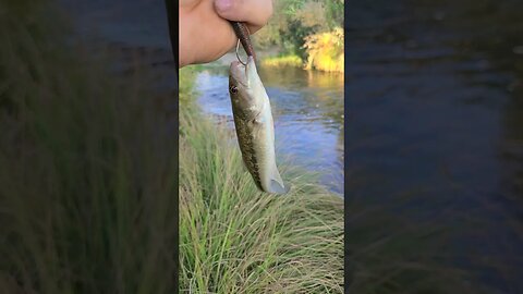 Whoops Wife's calling, Gotta Go! #bassfishing #fishing #creekfishing