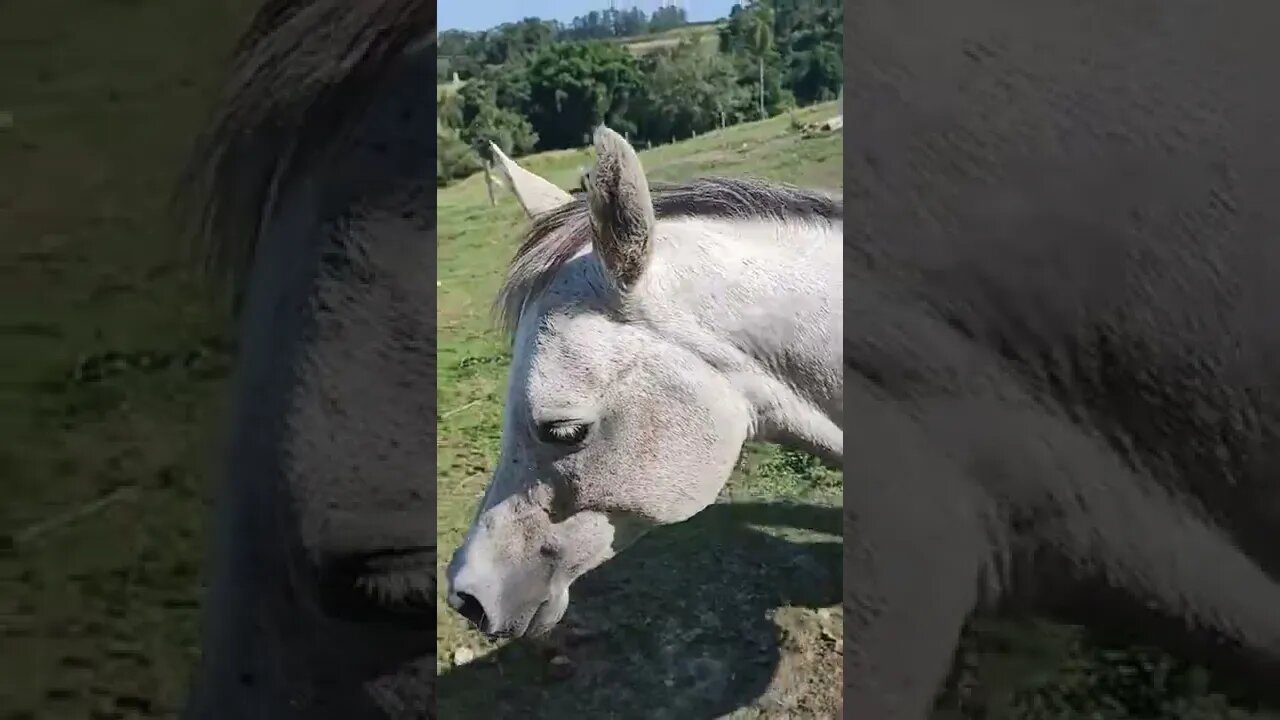 Cavalo Árabe competição