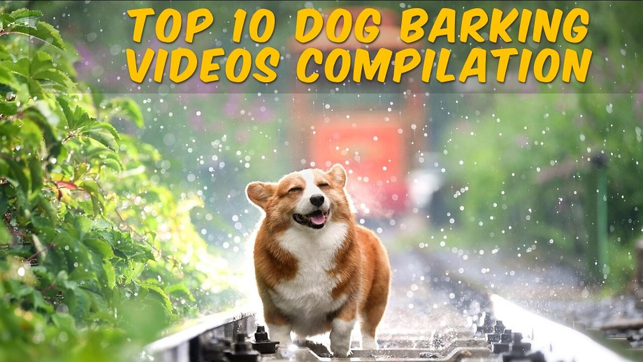 TOP 10 Cute Dog Barking Videos | Puppies 😍 | LOL 😂😂😂 |