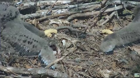 Hays Eaglets H14 H13 pin feather study 2021 04 19 1123AM