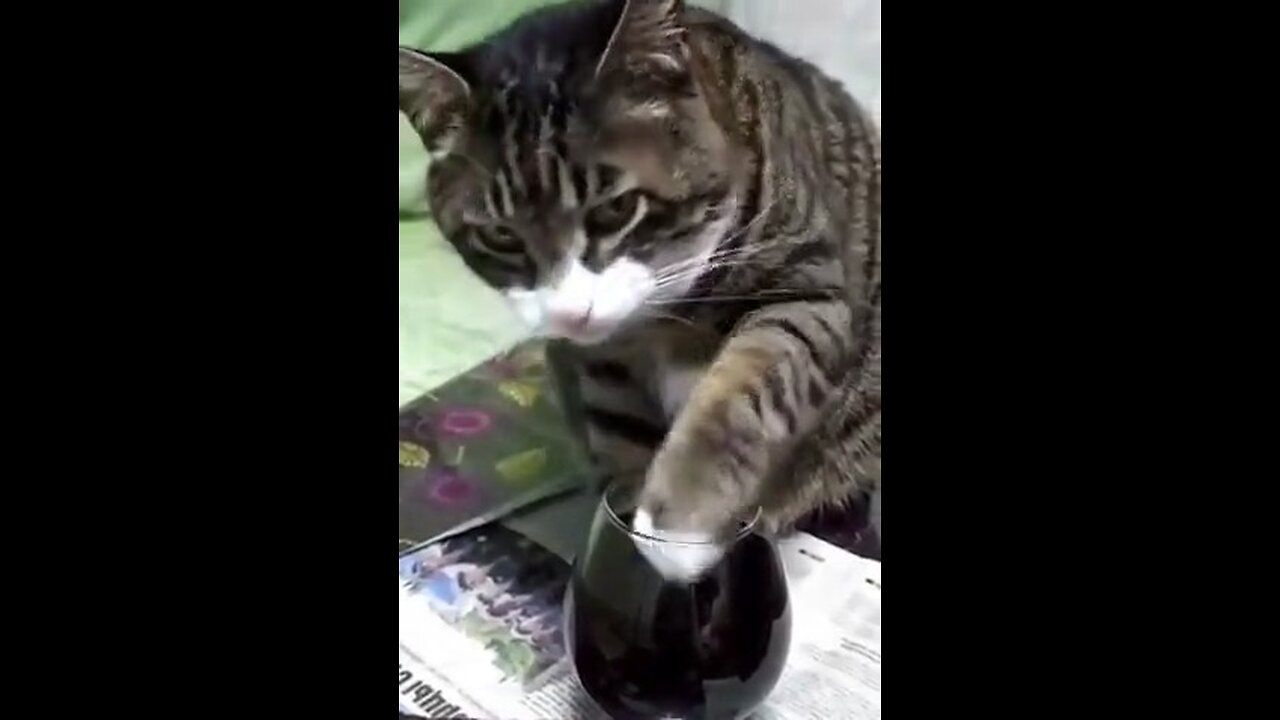 Check out this drunk cat video