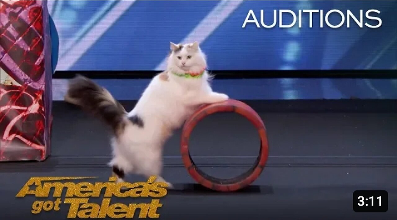 The Savitsky Cats: Super Trained Cats Perform Exciting Routine - America's Got Talent