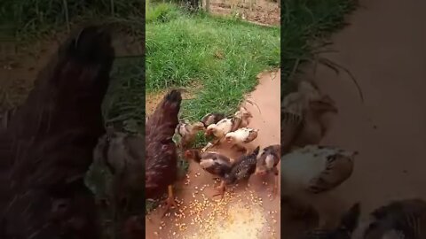 Criação de Galinha🐔🐣 CAIPIRA vídeo#shorts