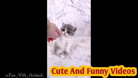 Baby Cat-Cute and funny videos |#2 | Fun With Animals