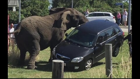 Zoo Animals Vs Cars