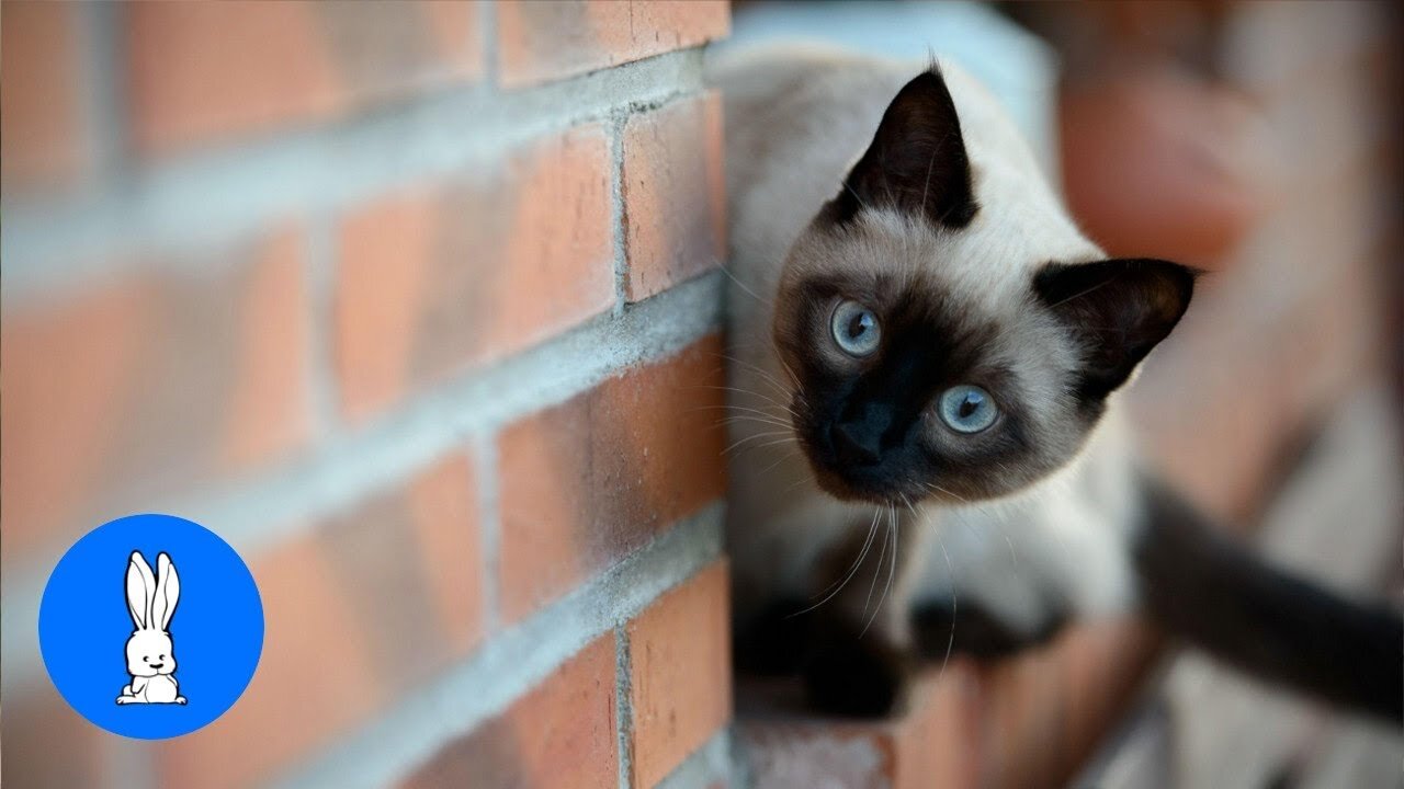 Siamese Kittens Playing Around - Cute Kitty Compilation