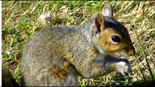 IECV NV #412 - 👀 Grey Squirrel Out In The Backyard🐿️ 7-8-2017